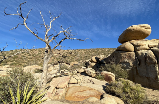 Nice hike for a Joshua Tree alternative